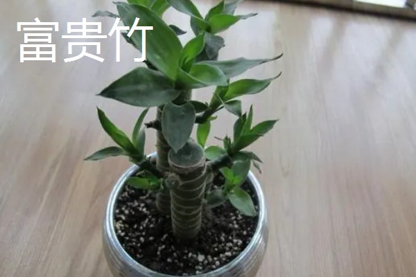 羽状复叶的植物品种,常见的有蚕豆、月季等