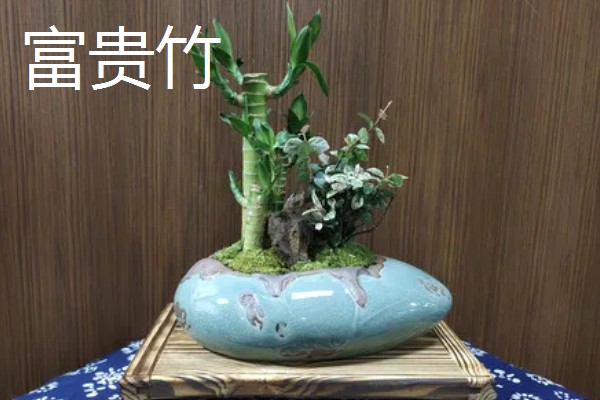 羽状复叶的植物品种,常见的有蚕豆、月季等