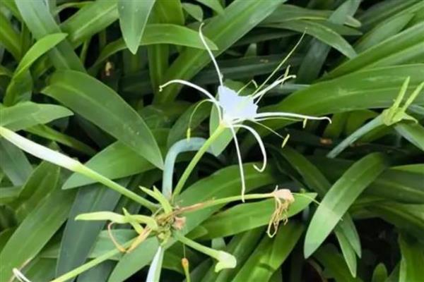 蜘蛛兰的花语,寓意丽质天生、潇洒等