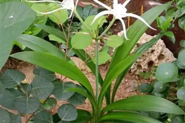 蜘蛛兰的花语,寓意丽质天生、潇洒等