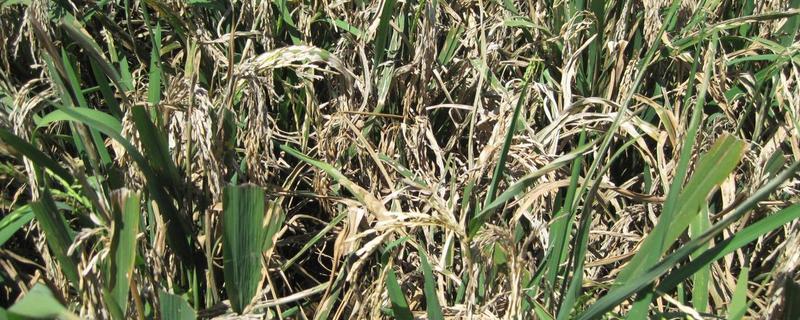 稻瘟病的病症，初期会出现水溃状褐点