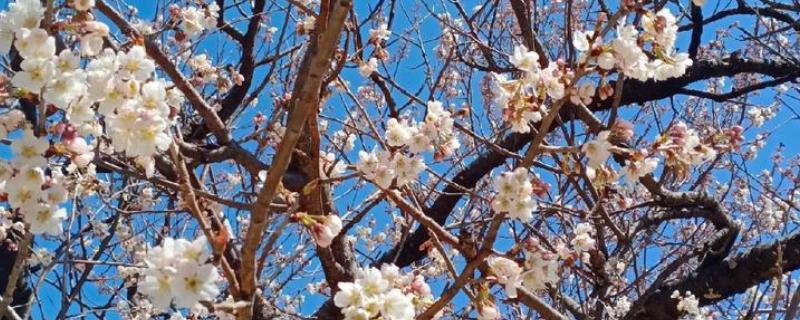 樱桃树开花是不是樱花，会开出樱桃花并非用来观赏的樱花