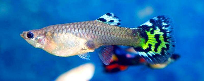 孔雀鱼一直在缸底的原因，生病、水质差、温度过低都会引起