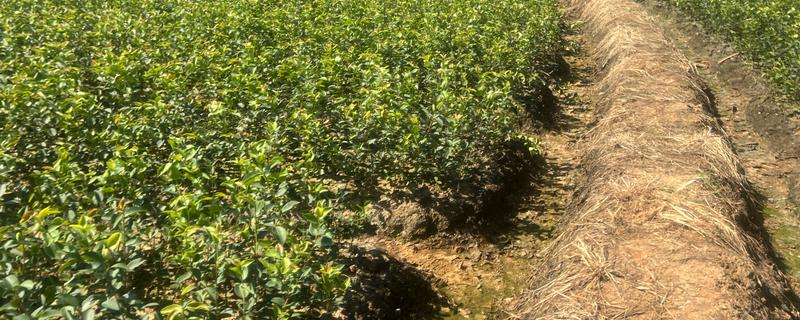 油茶树苗怎么种植,栽培后每隔3-5天浇一次水