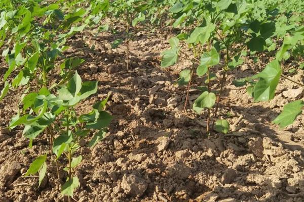 棉花的生育期有多久，特早熟品种生育期在110天以下