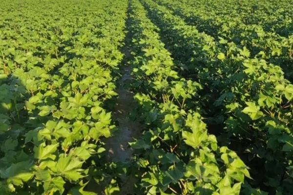 棉花的生育期有多久，特早熟品种生育期在110天以下