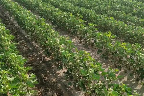 棉花的生育期有多久，特早熟品种生育期在110天以下