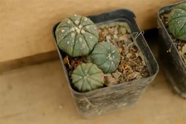 星兜怎么养,一定要保证充足的水分