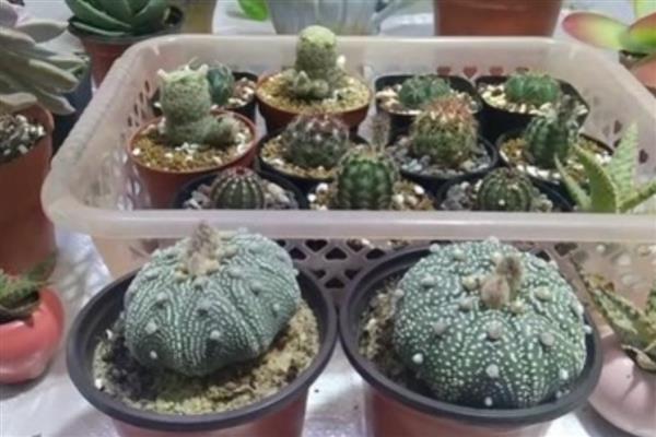星兜怎么养,一定要保证充足的水分