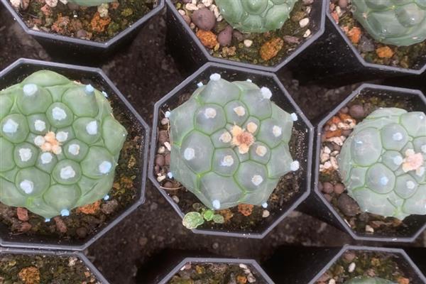 星兜怎么养,一定要保证充足的水分