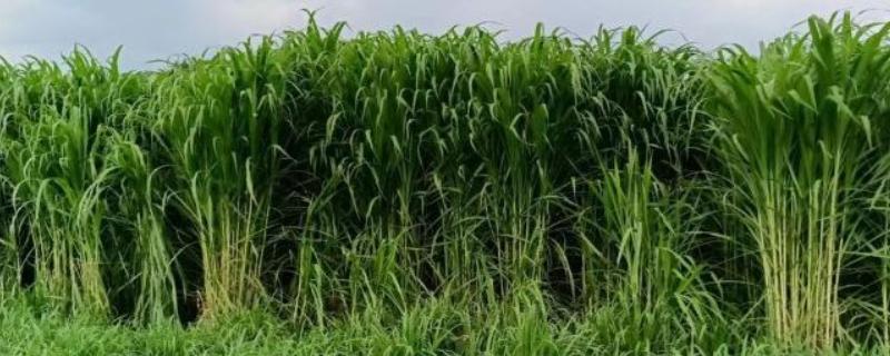 皇竹草种子一亩地要多少，南方水土湿润地区需要3-5斤