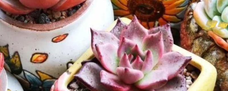 多肉黑斑病可以自愈吗，不能自愈需要及时治疗