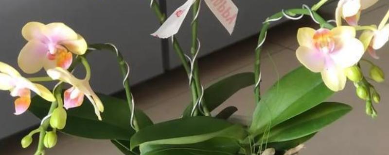 蝴蝶兰的花箭如何固定,可以用铁丝捆扎