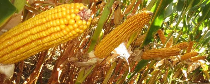先玉1225玉米种介绍，出苗至成熟127天
