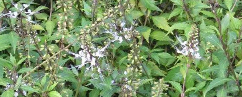 猫须草怎么种植，移栽前要浇透水再起苗