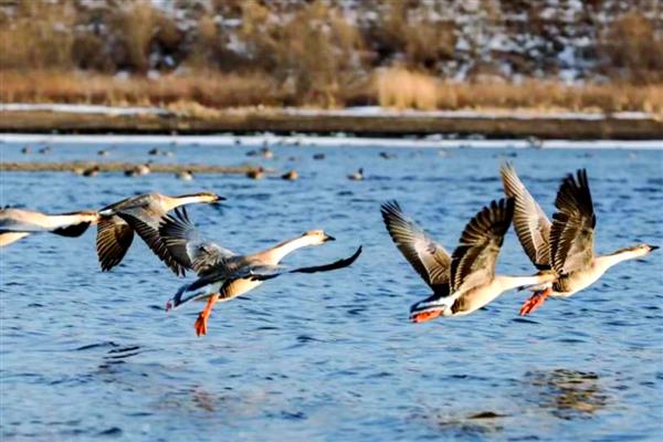 大雁吃什么食物,以植物嫩叶、细根、种子为食
