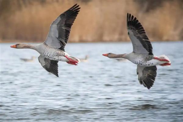 大雁吃什么食物,以植物嫩叶、细根、种子为食