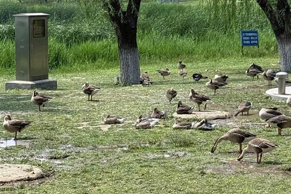 大雁吃什么食物,以植物嫩叶、细根、种子为食