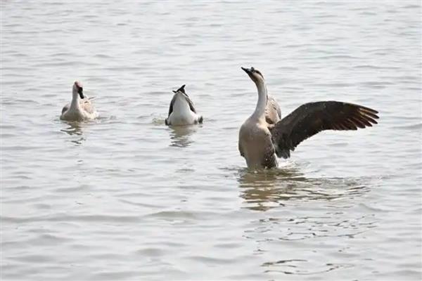 大雁吃什么食物,以植物嫩叶、细根、种子为食