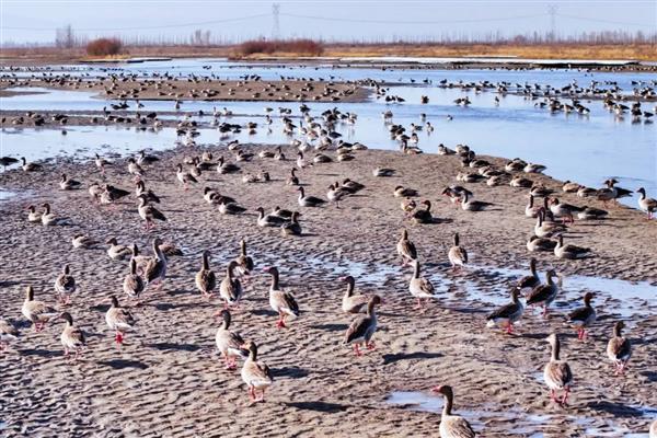 大雁吃什么食物,以植物嫩叶、细根、种子为食