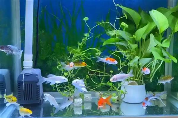 为什么新买的金鱼一直沉在水底,可能是未适应环境所致