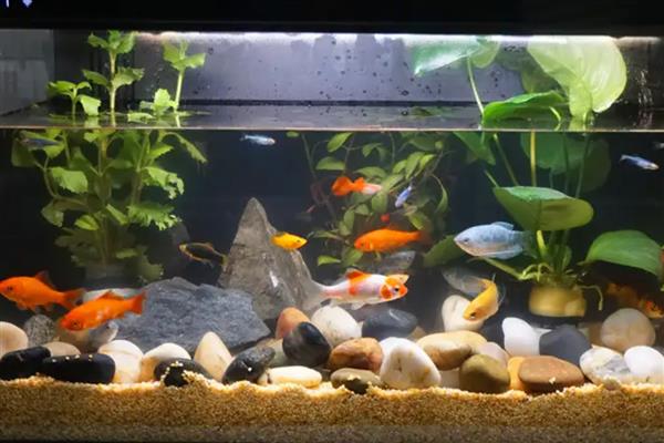 为什么新买的金鱼一直沉在水底,可能是未适应环境所致