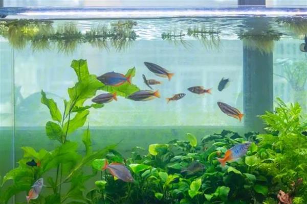 为什么新买的金鱼一直沉在水底,可能是未适应环境所致