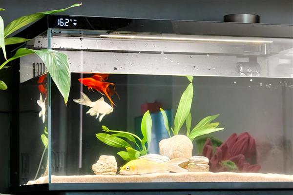 为什么新买的金鱼一直沉在水底,可能是未适应环境所致