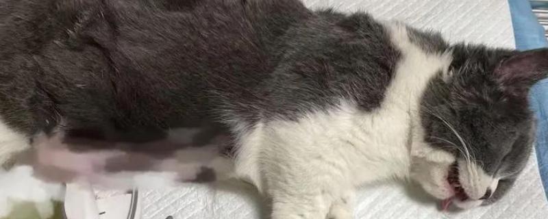 给猫咪绝育有什么优点，会变得更加温顺粘人