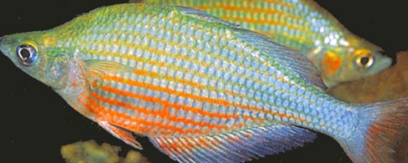 金桔美人鱼好不好养，对环境有要求具备一定难度