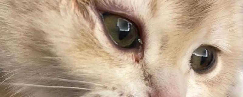 猫眼睛发炎如何处理，根据发生原因采取对应措施