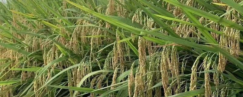 米质好的水稻品种，推荐徽两优丝苗、荃优822等