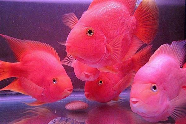 为什么鹦鹉鱼互相打架，性格凶猛所致