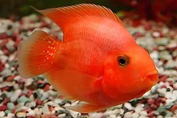 为什么鹦鹉鱼互相打架，性格凶猛所致