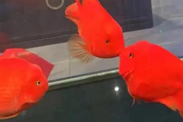 为什么鹦鹉鱼互相打架，性格凶猛所致