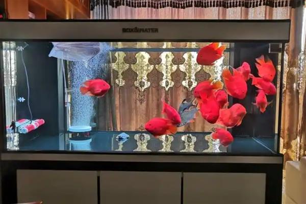 为什么鹦鹉鱼互相打架，性格凶猛所致