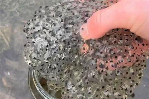 蝌蚪卵孵化要多少天,外部条件适宜的话只需要3-4天