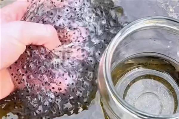 蝌蚪卵孵化要多少天,外部条件适宜的话只需要3-4天