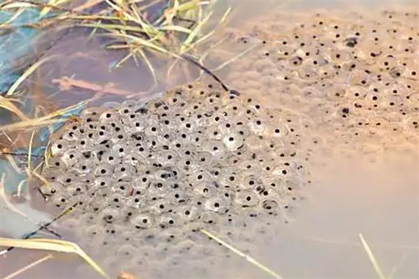 蝌蚪卵孵化要多少天,外部条件适宜的话只需要3-4天