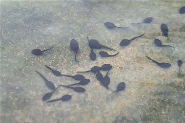 蝌蚪卵孵化要多少天,外部条件适宜的话只需要3-4天