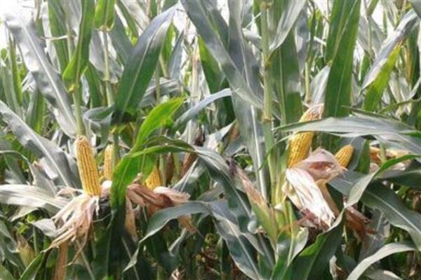 农华816玉米种简介,出苗至成熟101天