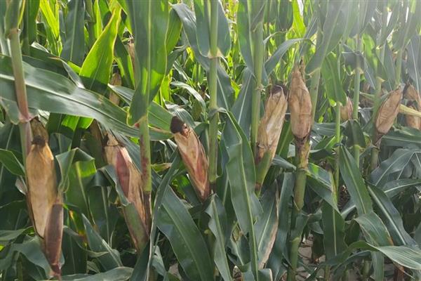 农华816玉米种简介,出苗至成熟101天