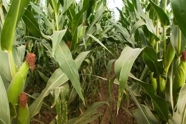 农华816玉米种简介,出苗至成熟101天