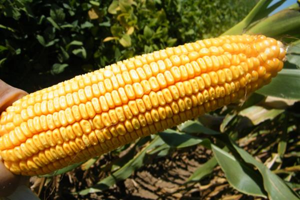 农华816玉米种简介,出苗至成熟101天