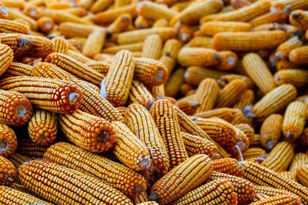 农华816玉米种简介,出苗至成熟101天