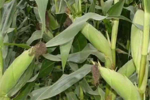 农华816玉米种简介,出苗至成熟101天