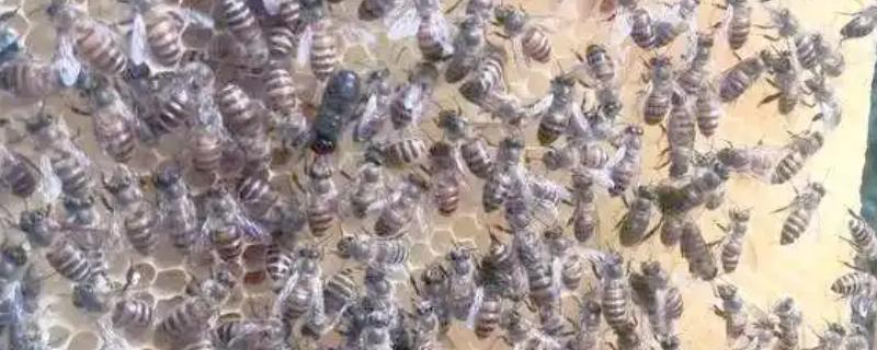 养殖意蜂什么时候杀螨，早春、夏季、初冬均可用药防治
