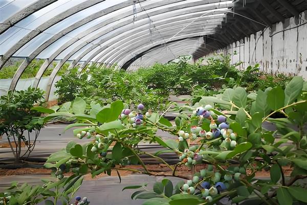 蓝莓的种植技术,最好选择酸性的土壤