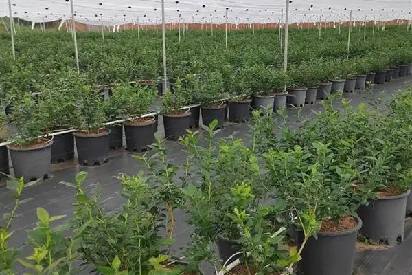 蓝莓的种植技术,最好选择酸性的土壤