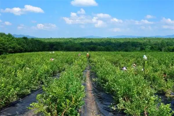 蓝莓的种植技术,最好选择酸性的土壤